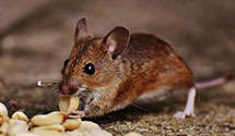 24 Hour & Emergency Exterminators in Joint Base Anacostia Bolling, DC